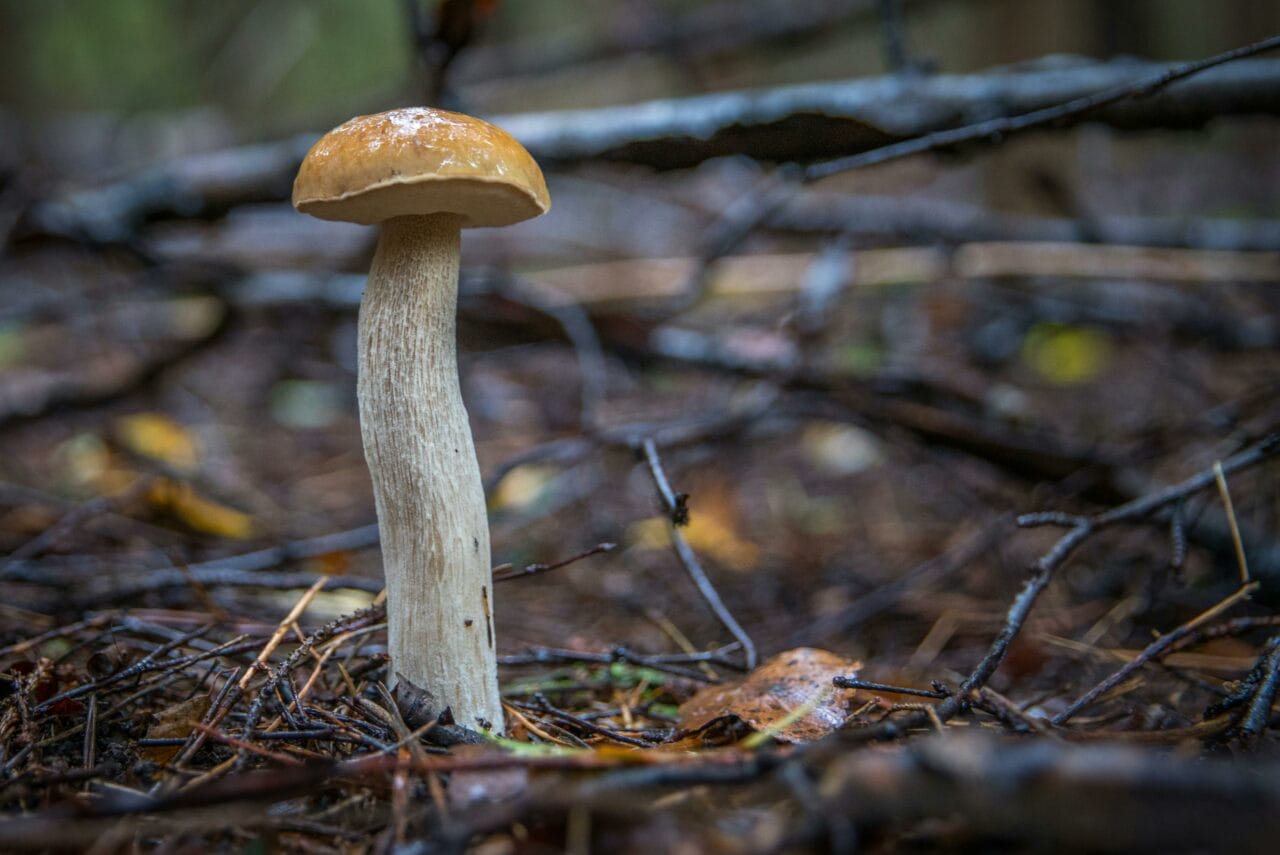 Recent Studies on Magic Mushrooms Indicate that Prolonged Brain Interference Could Benefit Mental Health