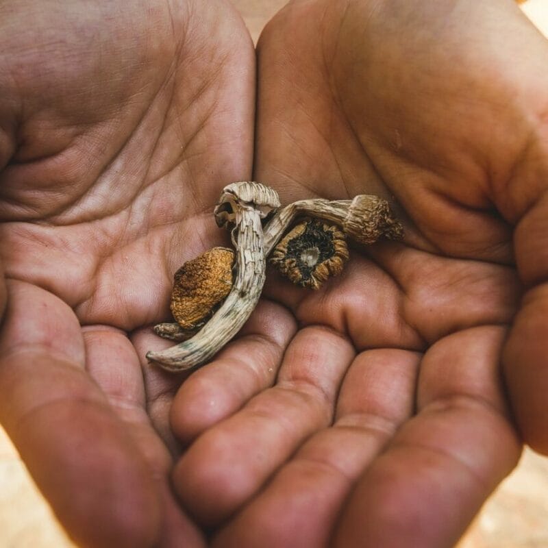 dried shrooms | Where To Buy Shrooms Canada