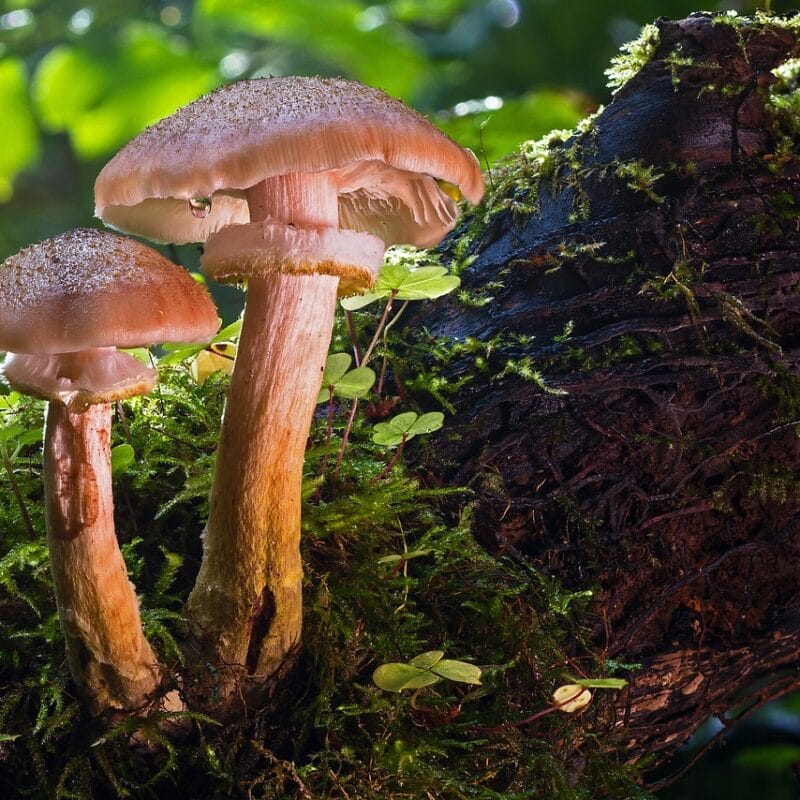 magic mushroom delivery | Where To Buy Shrooms Canada