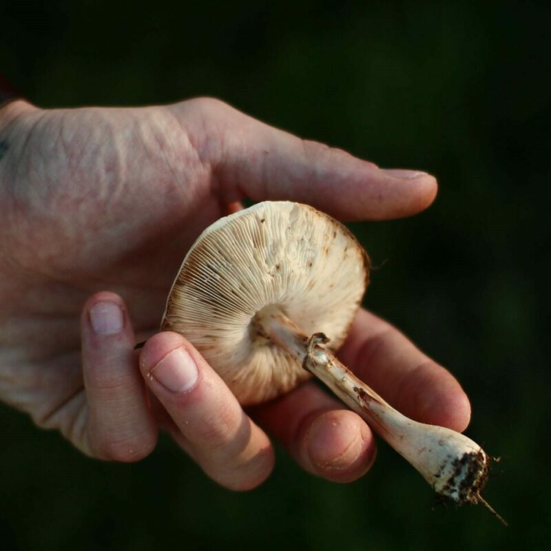 Shrooms | Where To Buy Shrooms Canada