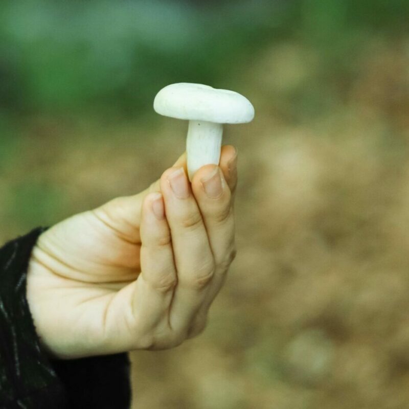 shrooms online in Canada | Where To Buy Shrooms Canada