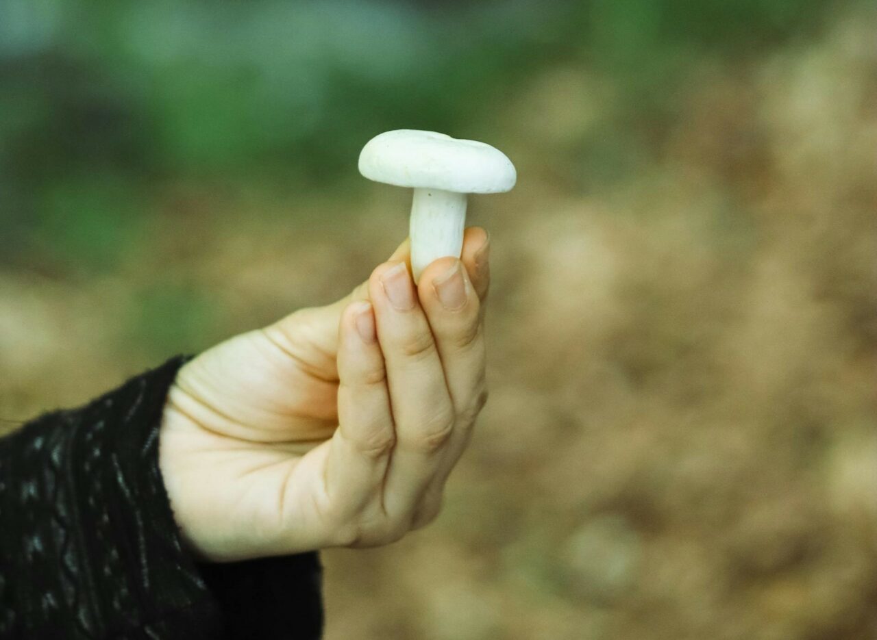 Discover Five Mushroom Categories for Every Psychedelic Hobbyist