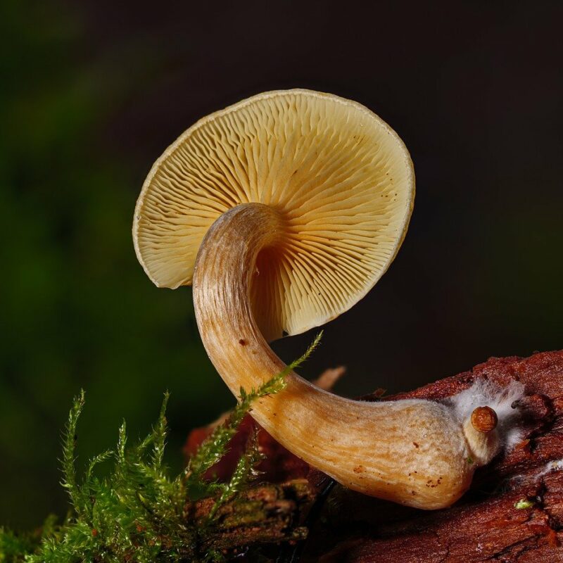 Alacabenzi Strain | Where To Buy Shrooms Canada