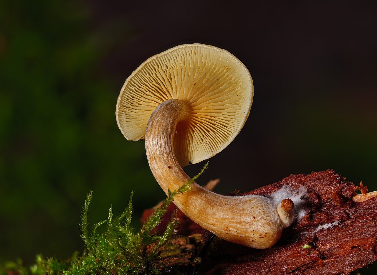 Introduction to the Alacabenzi Strain – Essential Information for Users Prior to Their Initial Dosage