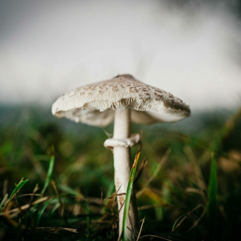 White Monster | Where To Buy Shrooms Canada