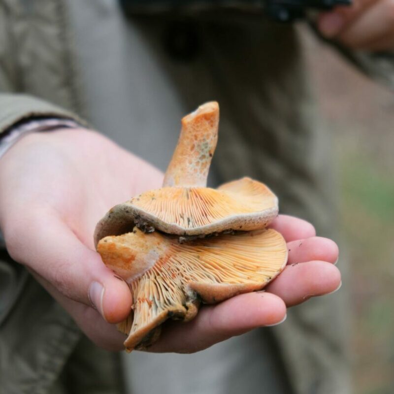 Apex Strain | Where To Buy Shrooms Canada