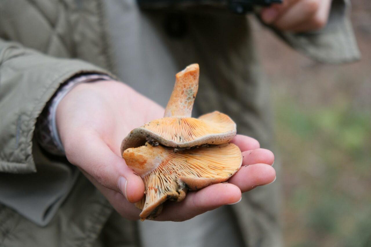The Reasons I Will Always Include Apex Strain Mushroom in My Self-Care Regimen