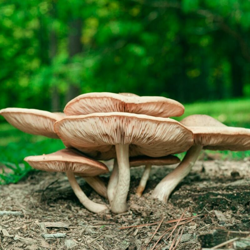 Big Daddy Mushroom | Where To Buy Shrooms Canada