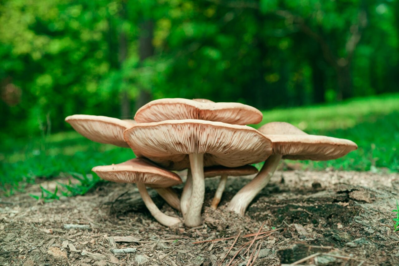 Experimented with the Big Daddy Mushroom while Hiking—Definitely a 10/10 Experience. Would Recommend.