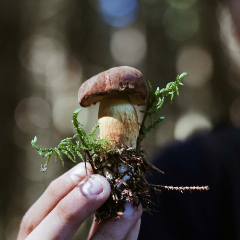 Buy Shrooms | Where To Buy Shrooms Canada