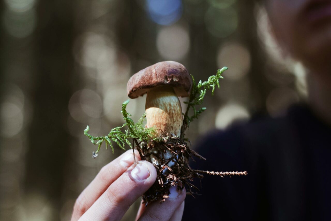 Purchase Psychedelic Mushrooms Online? A Retired Individual Regrets Not Utilizing Psilocybin 45 Years Earlier