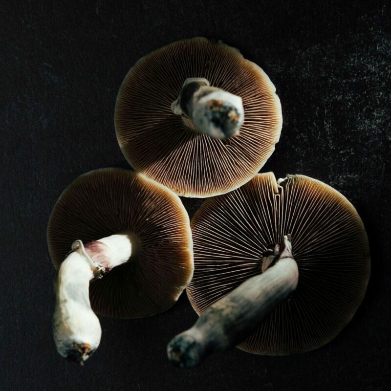 Magic Mushroom Canada | Where To Buy Shrooms Canada