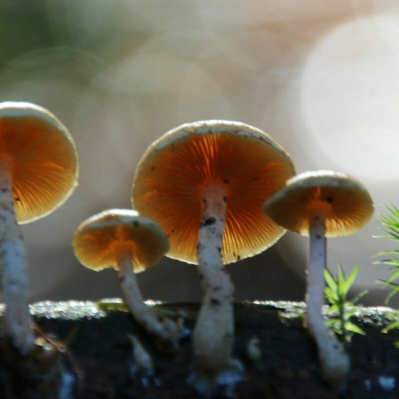Magic Mushroom Delivery | Where To Buy Shrooms Canada