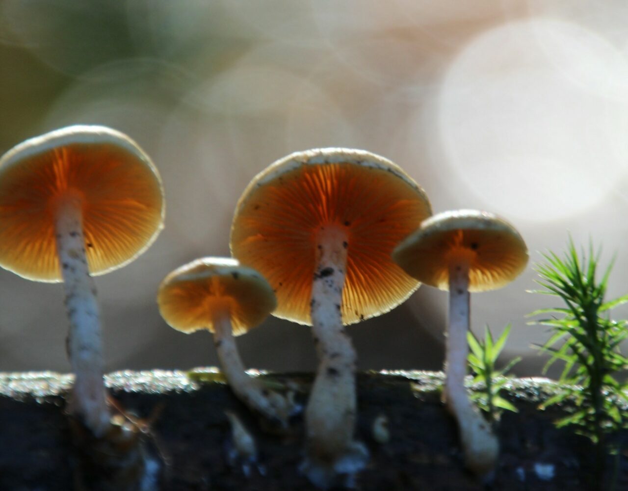How the Delivery of Magic Mushrooms Transformed My Psychedelic Experience (for the Better)