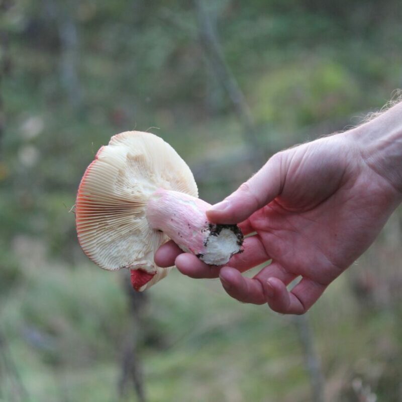 Magic Mushroom Delivery | Where To Buy Shrooms Canada