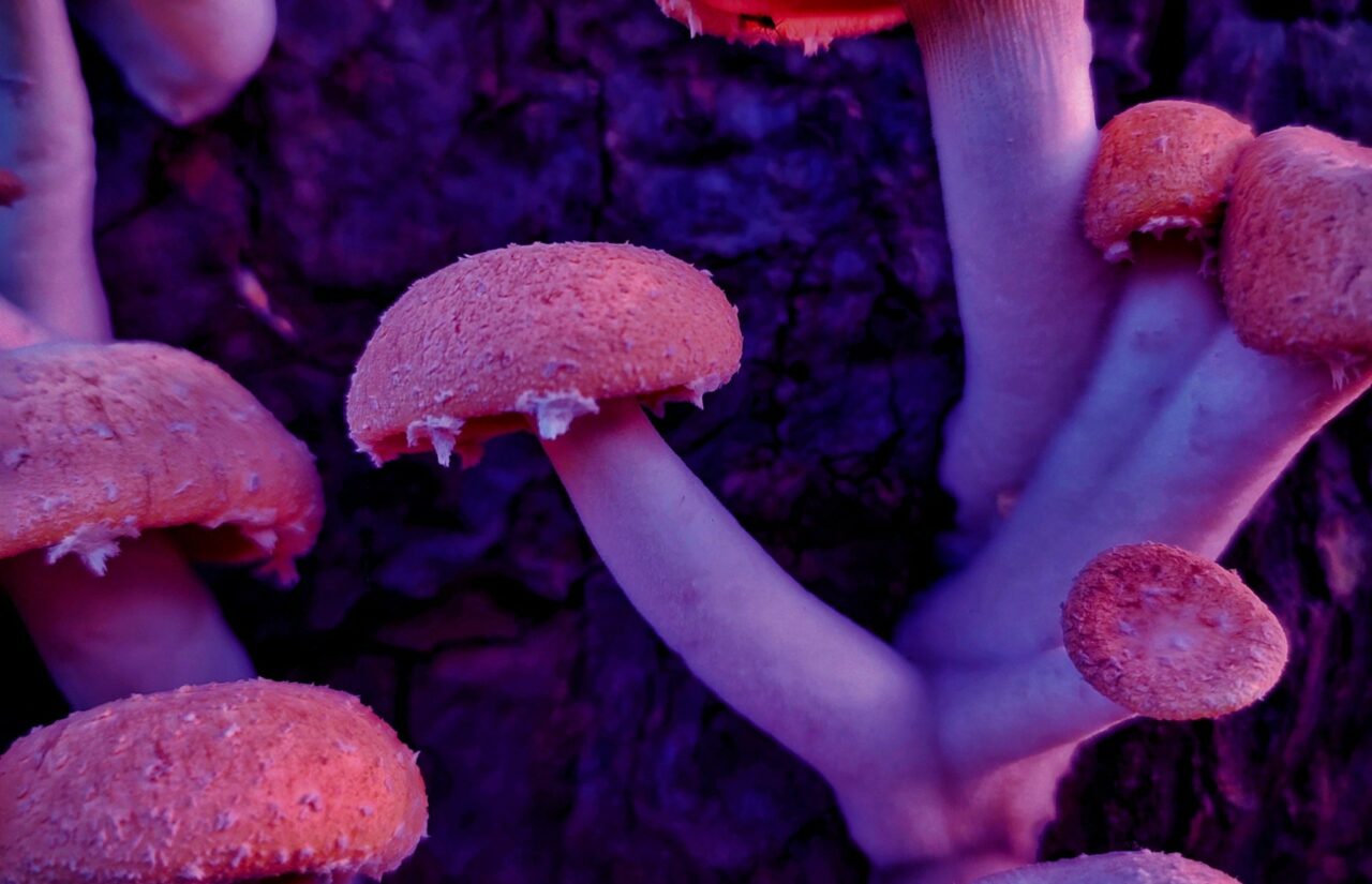 How Psilocybin, Obtained From Mushroom Dispensaries, Could Aid in Overcoming the Mental Distress Associated with HIV-Related Stigma