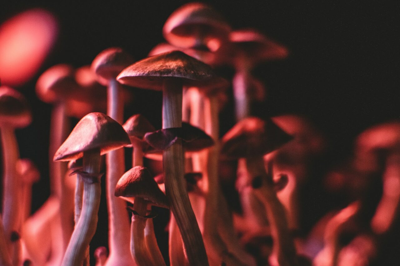Does Research Indicate that Psilocybin Mushrooms in Canada Can Normalize Serotonin Levels in Anorexia Patients?