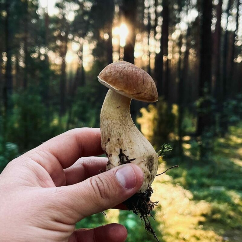 Shrooms Delivery Canada | Where To Buy Shrooms Canada