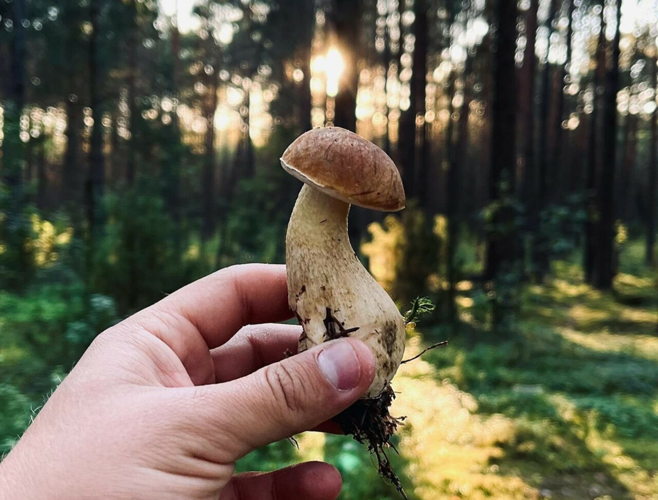 Discover if Psilocybin Surpasses Escitalopram/Esketamine: Learn More with ShroomsDeliveryCanada