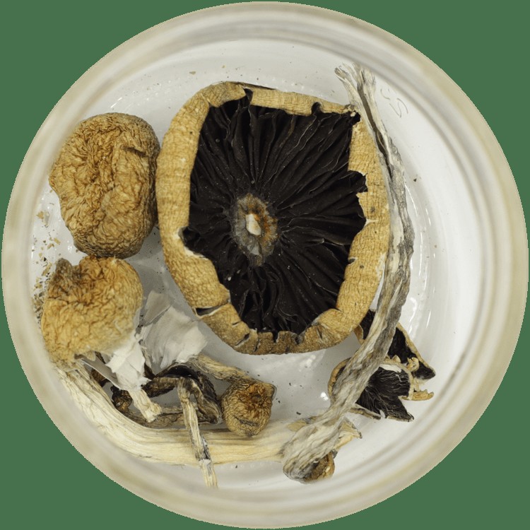  | Where To Buy Shrooms Canada