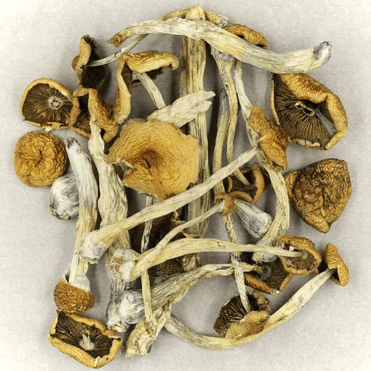  | Where To Buy Shrooms Canada