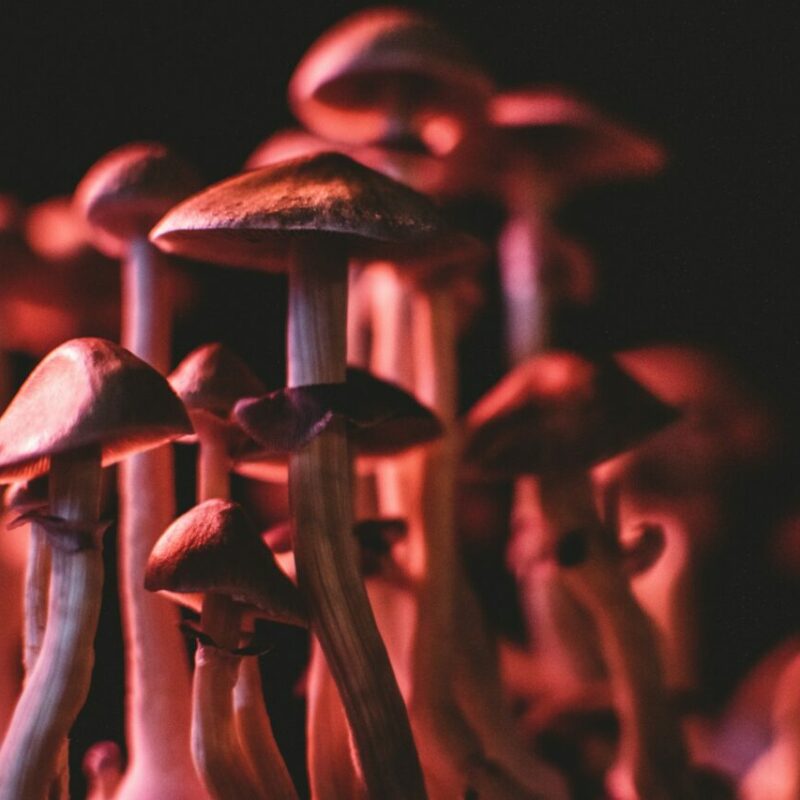  | Where To Buy Shrooms Canada